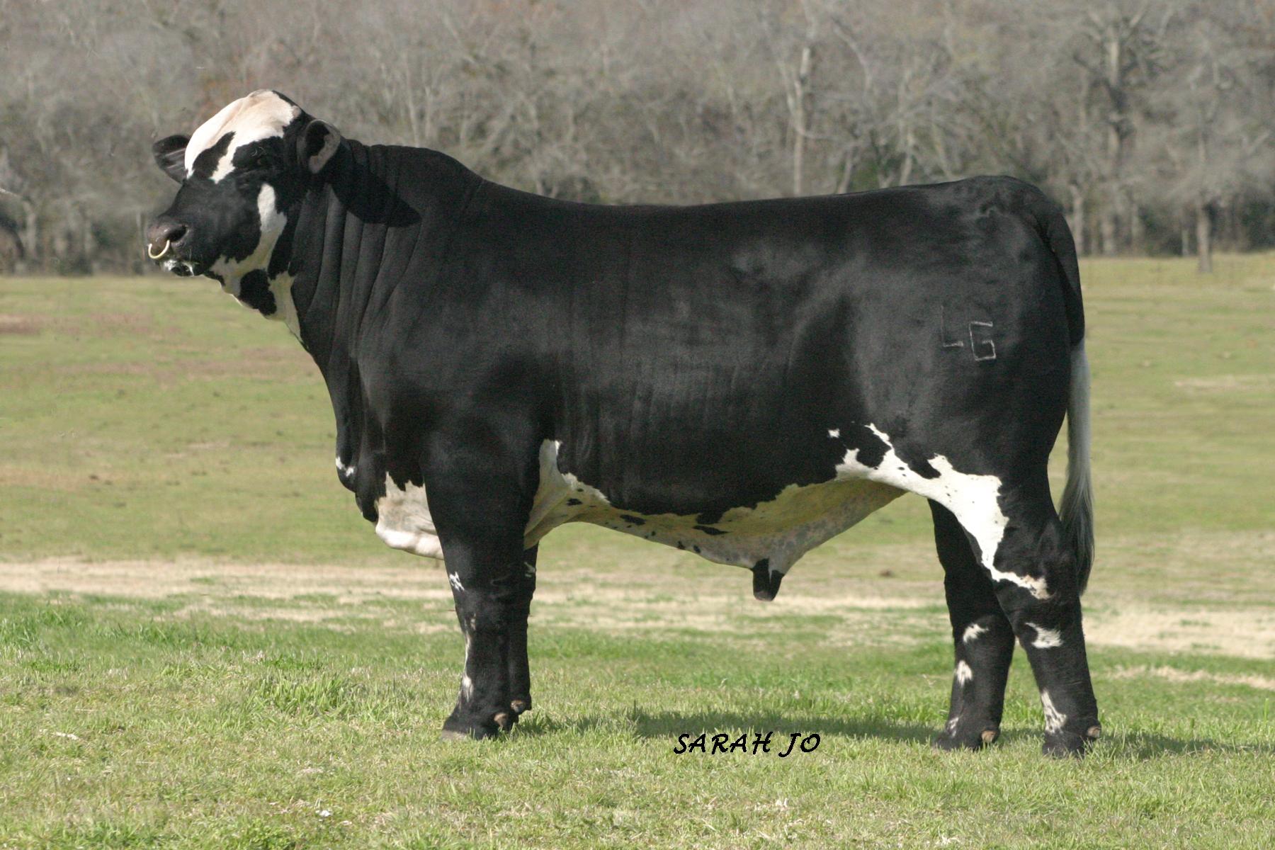 Reserve Grand Champion Bull: Hope's Troubador<br>Sire: Black Jack 21<br>Dam: Clara's Hope<br>Owner: Lindsey Gilmore-Hendricks/Gilmore Ranch<br>Exhibitor: Lindsey Gilmore-Hendricks/Gilmore Ranch