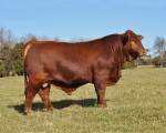 Grand Champion Bull<br>WPR's Game Changer