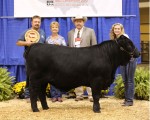 Reserve Intermediate Champion Bull<br>WPR's Lady's Package