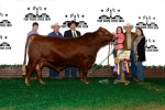 Grand Champion Bull<br>#118 Sage McManus