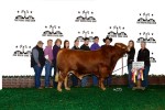 Reserve Grand Champion Bull<br>#121 Rafter G Bar Beefmasters