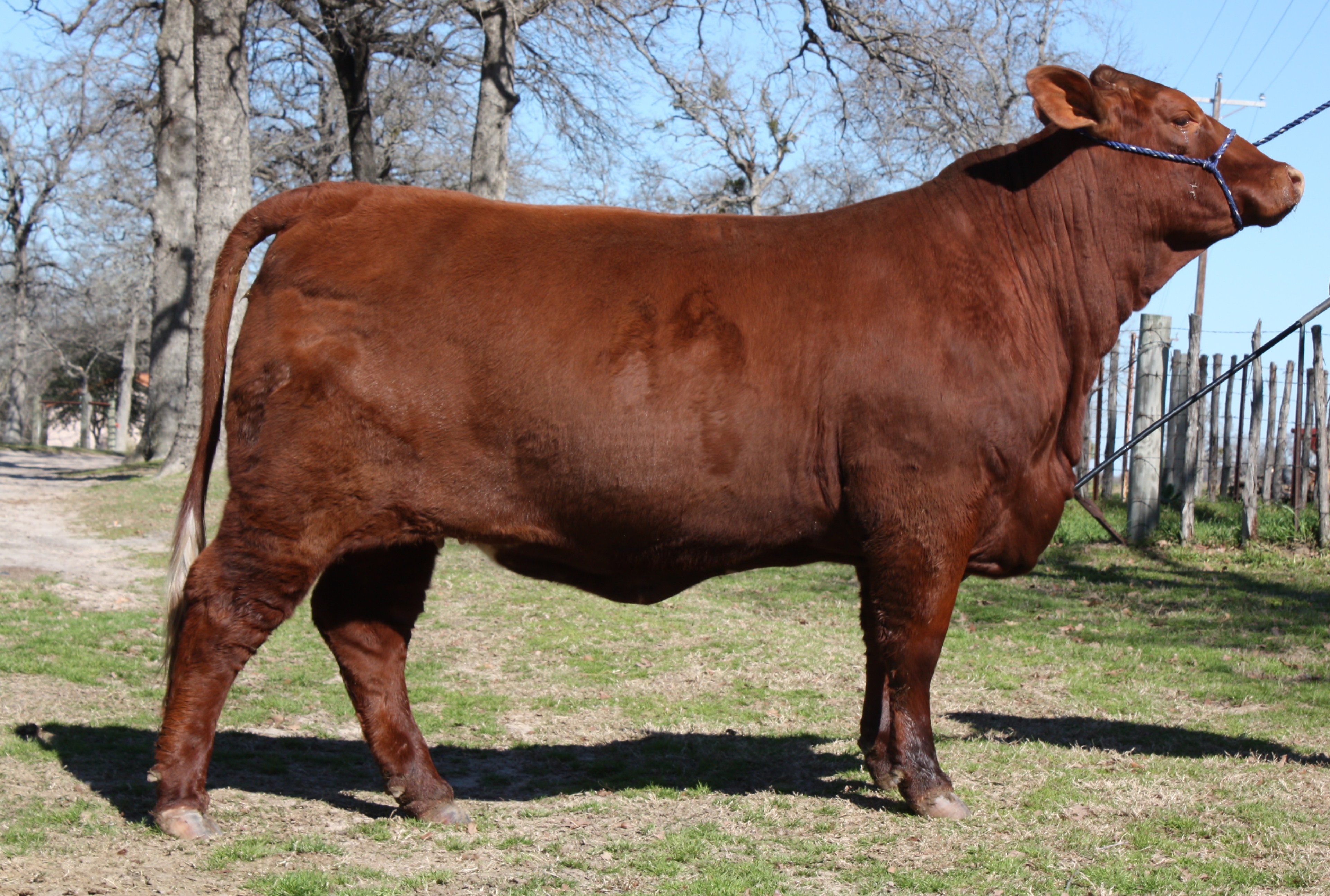 Lot 7