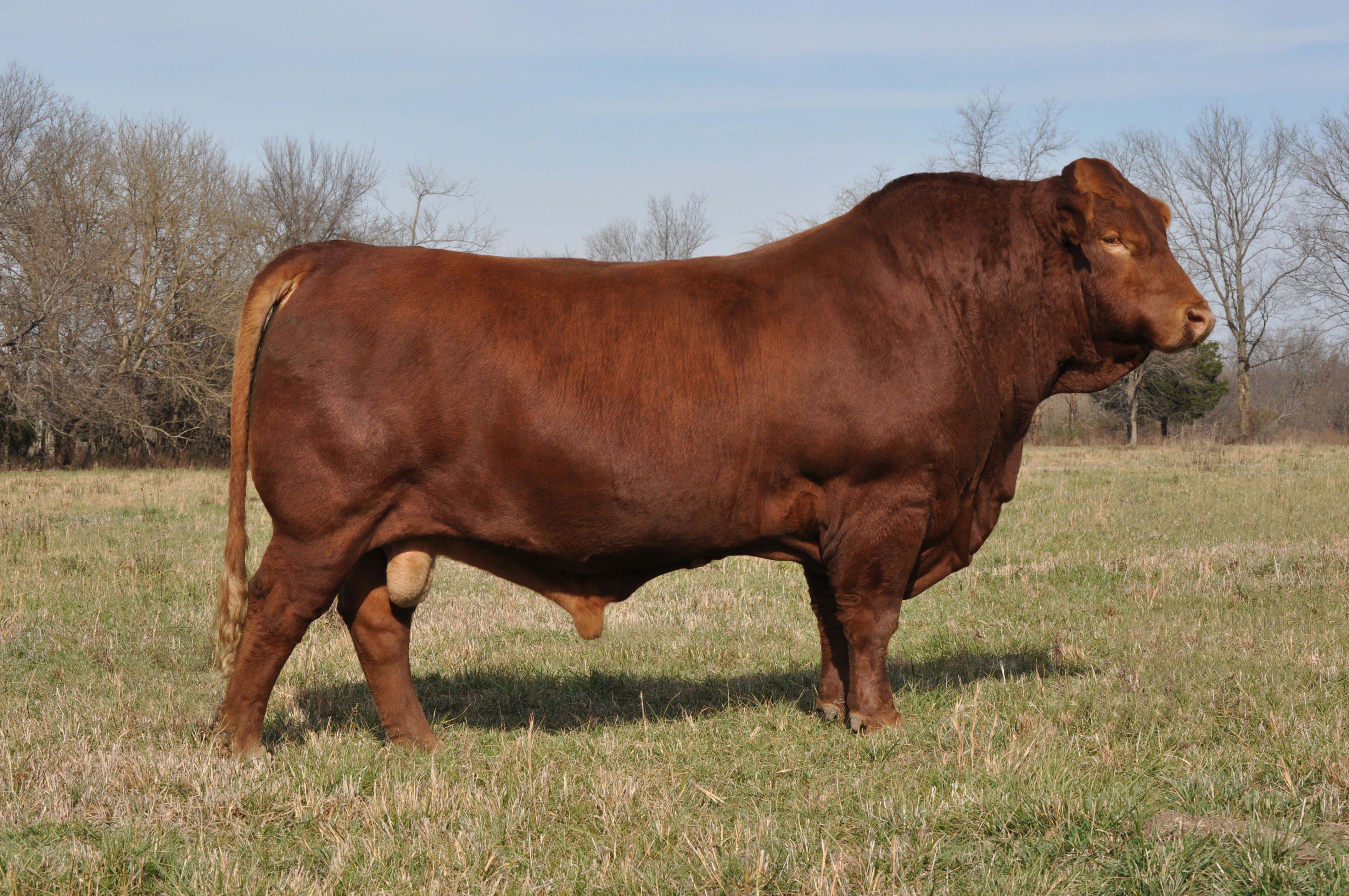 Grand Champion Get of Sire<br>WPR's The Total Package