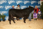 Grand Champion Bull<br>EMS Captain Britches