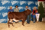 Reserve Grand Champion Bull<br>EMS Smooth Bo