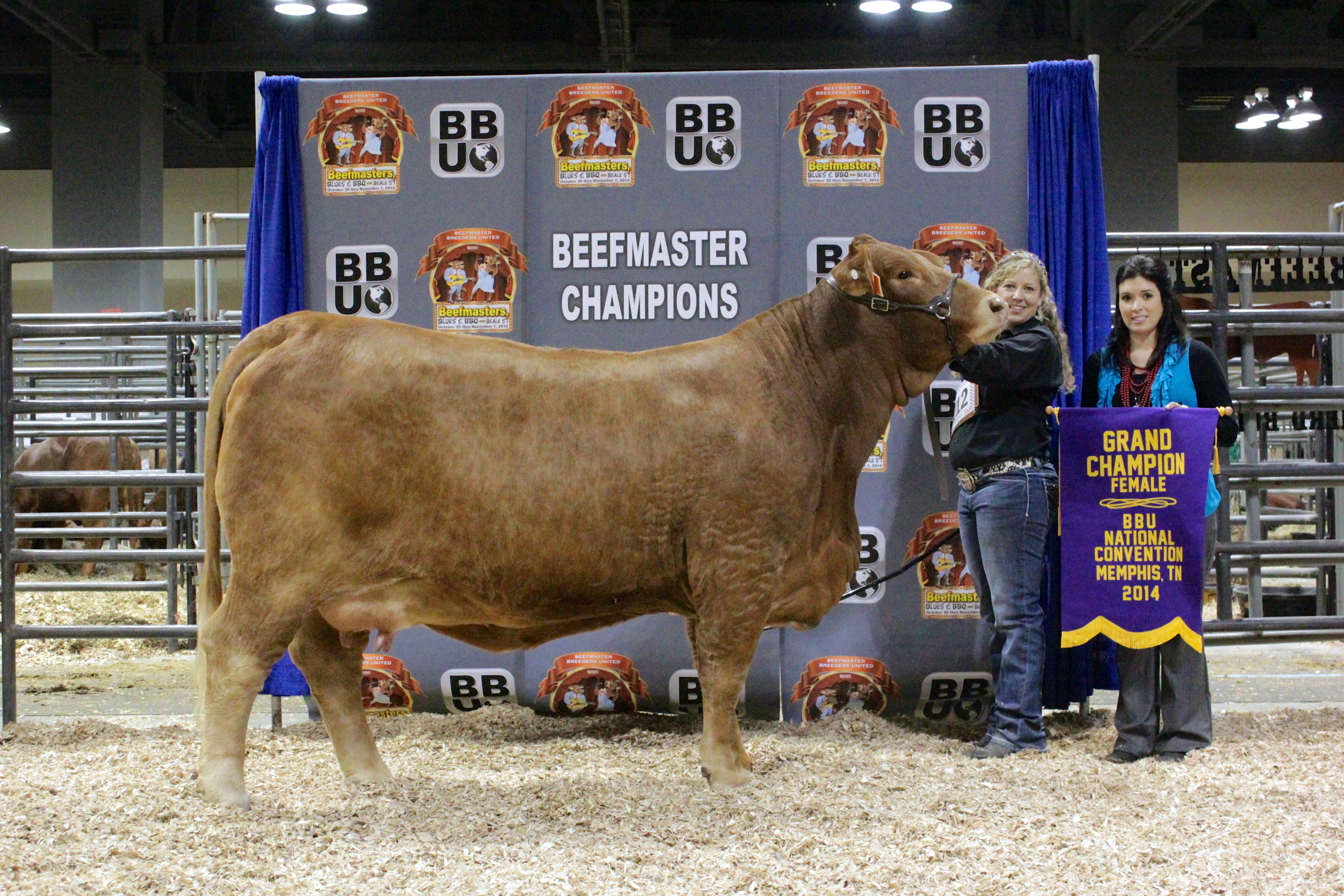 Grand Champion Female<br>WR Baby Lisa owned by Blue Ribbon Beefmasters