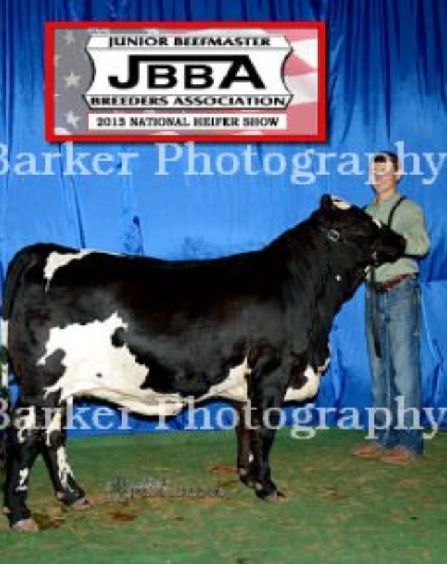 Lot 15