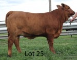 Lot 25