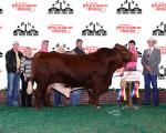 Grand Champion Bull<br>Cade Judd<br>Gilmer, TX