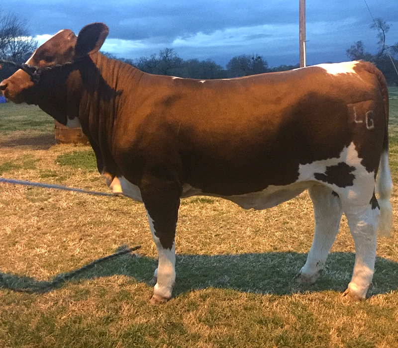 Lot 29