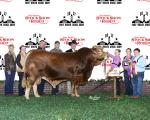 Grand Champion Bull<br>#71 Wallen Prairie