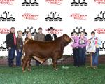 Reserve Champion Bull<br>#74 Wallen Prairie