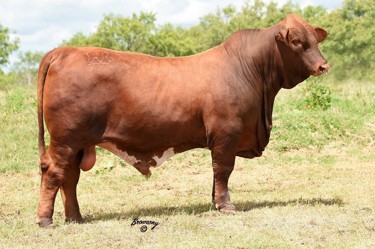 Lot 10<br>Painted On Smooth