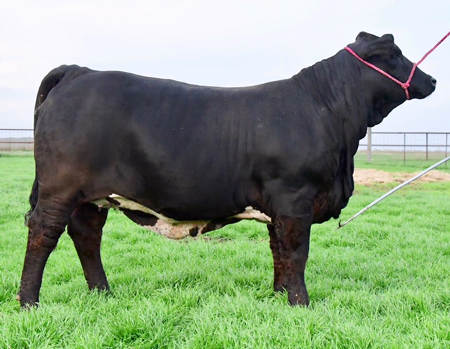 Lot 12