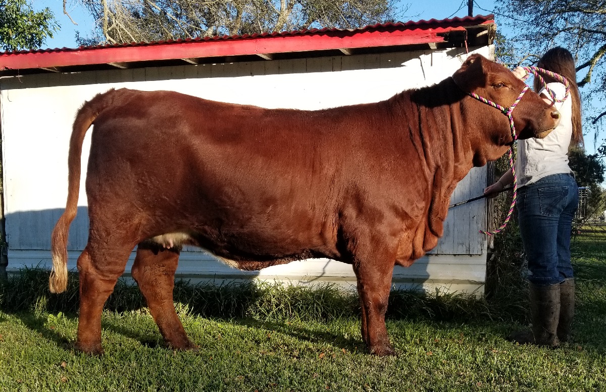 Lot 14<br>HCC Rosalina