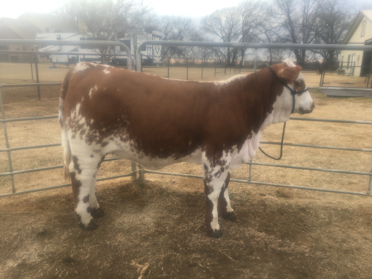 Lot 18<br>SR Patches Red Dove