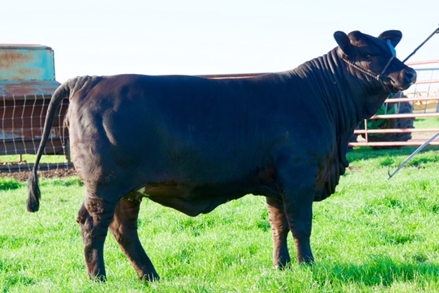 Lot 19