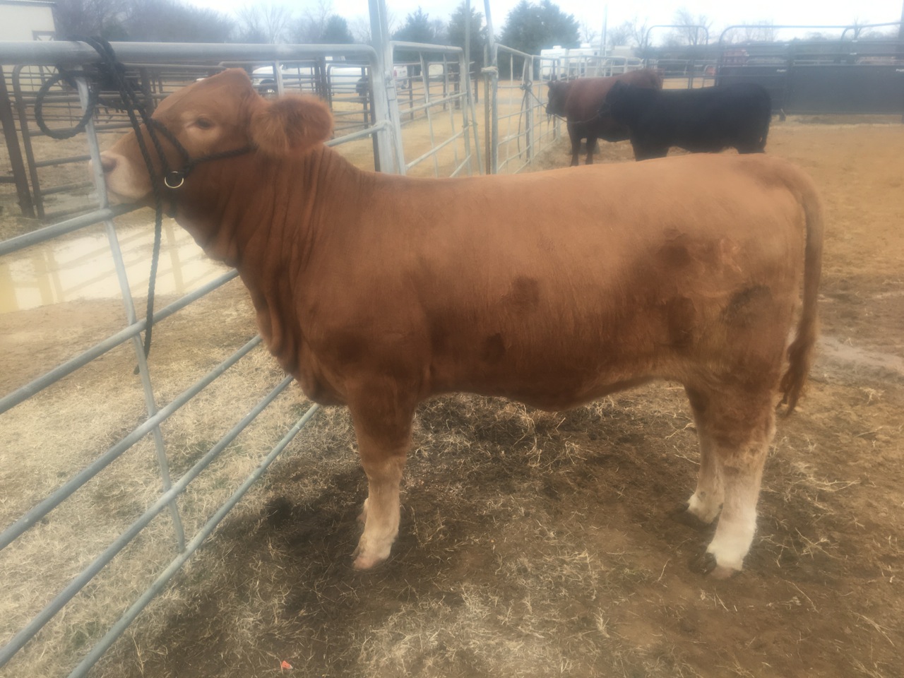 Lot 20<br>SR Reba's Jackie