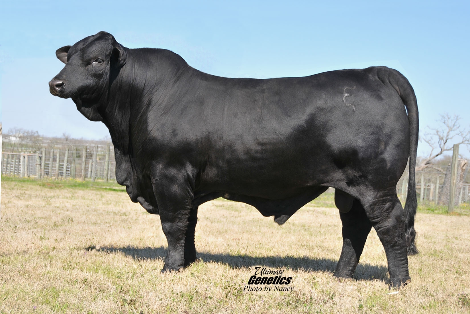 Lot 4<br>EMS Johnny Cash - Semen