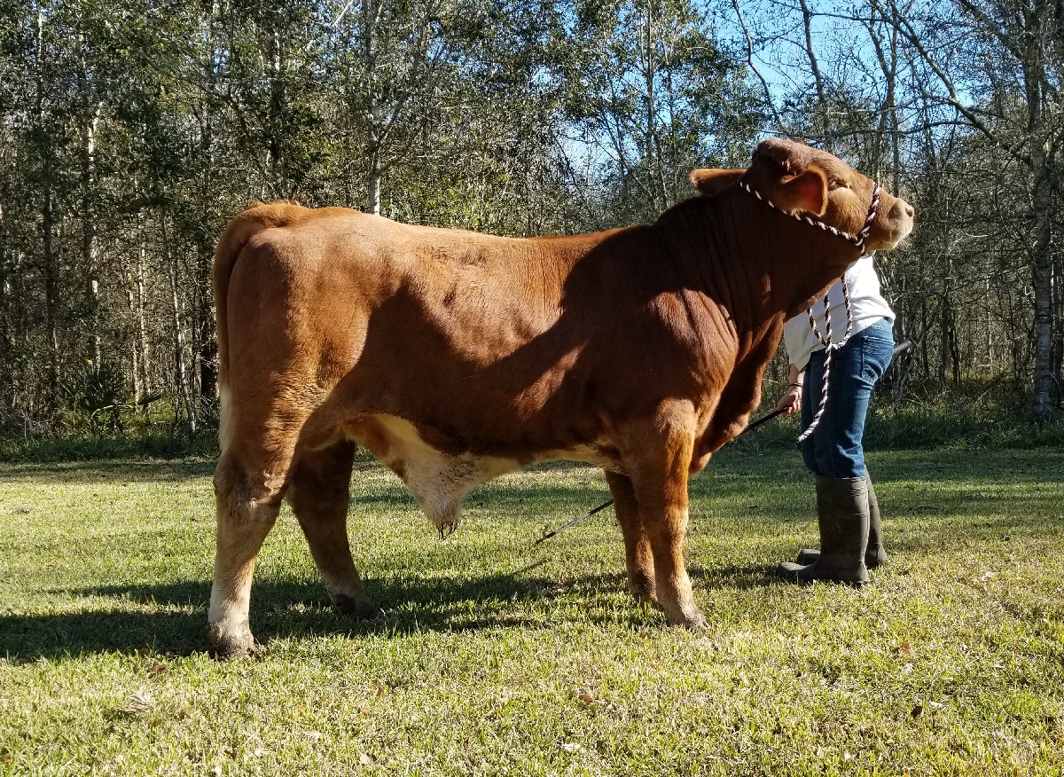 Lot 7<br>HCC Sir Gabriel