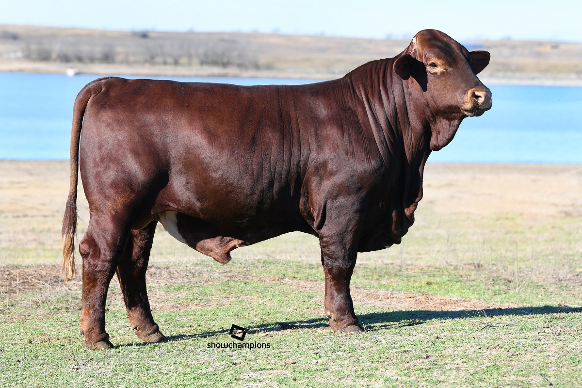 Lot 8<br>Moreno Mr. Boom